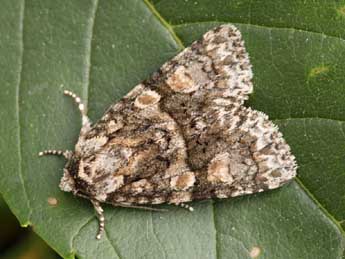 Craniophora pontica Stgr adulte - �Daniel Morel