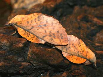 Gastropacha populifolia D. & S. adulte - �Serge Wambeke