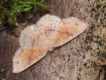 Cyclophora porata L. adulte - �Samuel Ducept
