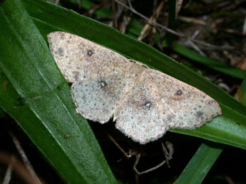 Cyclophora porata L. adulte - �Philippe Mothiron