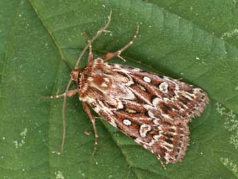 Lycophotia porphyrea D. & S. adulte - �Daniel Morel