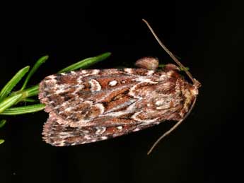 Lycophotia porphyrea D. & S. adulte - �Philippe Mothiron