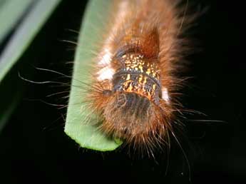  Chenille de Euthrix potatoria L. - �Philippe Mothiron
