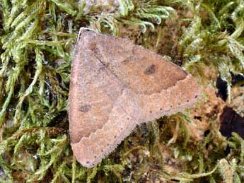 Theria primaria Hw. adulte - �Daniel Morel