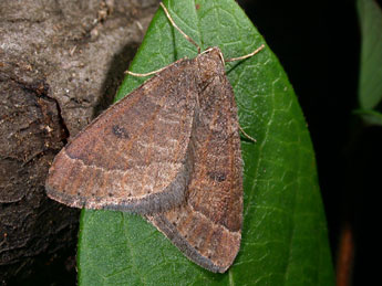 Theria primaria Hw. adulte - �Philippe Mothiron