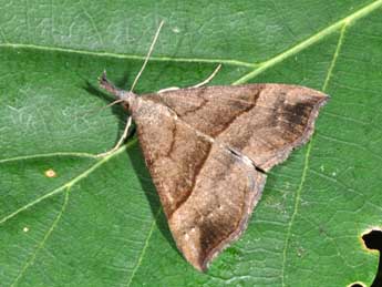 Hypena proboscidalis L. adulte - �Philippe Mothiron
