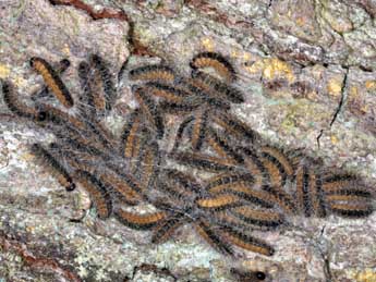  Chenille de Thaumetopoea processionea L. - �Philippe Mothiron