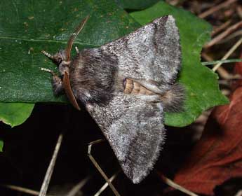 Thaumetopoea processionea L. adulte - �Philippe Mothiron