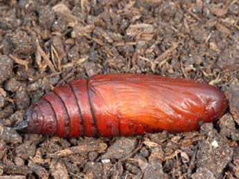  Chrysalide de Proserpinus proserpina Pall. - �Daniel Morel