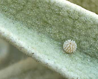  Oeuf de Muschampia proto O. - �Daniel Morel