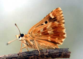 Muschampia proto O. adulte - �Daniel Morel