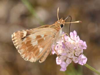 Muschampia proto O. adulte - �Philippe Mothiron