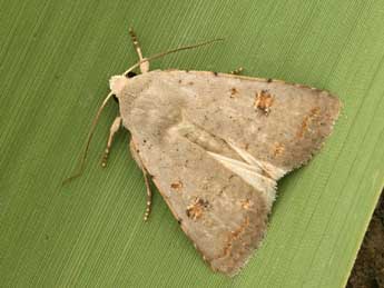 Caradrina proxima Rbr adulte - �Daniel Morel