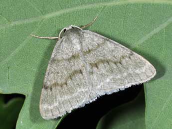 Pseudoterpna pruinata Hfn. adulte - �Philippe Mothiron