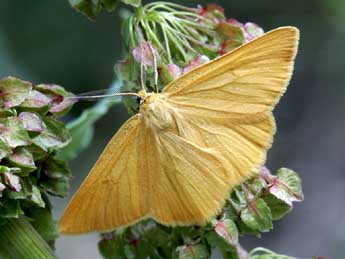 Crocota pseudotinctaria Lrt adulte - �Yann Baillet