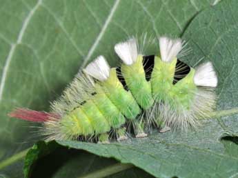  Chenille de Calliteara pudibunda L. - �Philippe Mothiron