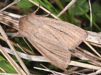 Mythimna pudorina D. & S. adulte - �Philippe Mothiron