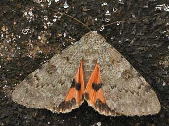 Catocala puerpera Giorna adulte - �Daniel Morel