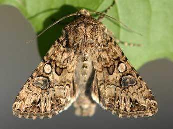 Anarta pugnax Hb. adulte - �Daniel Morel