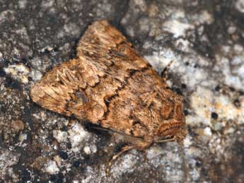 Anarta pugnax Hb. adulte - �Daniel Morel