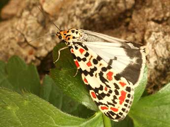 Utetheisa pulchella L. adulte - �Daniel Morel