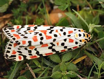 Utetheisa pulchella L. adulte - �Daniel Morel