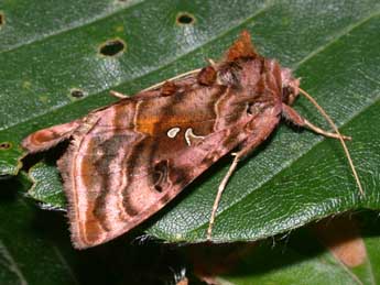 Autographa pulchrina Hw. adulte - �Philippe Mothiron