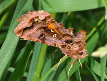 Autographa pulchrina Hw. adulte - �Philippe Mothiron