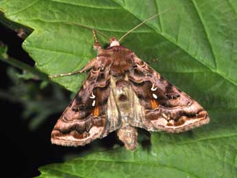 Autographa pulchrina Hw. adulte - �Philippe Mothiron