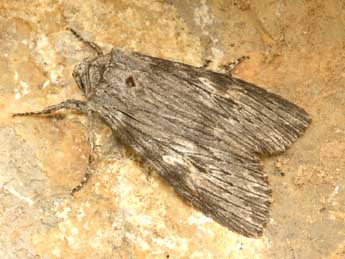 Scotochrosta pulla D. & S. adulte - �Daniel Morel