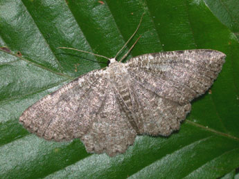 Charissa pullata D. & S. adulte - �Philippe Mothiron