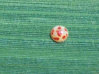  Oeuf de Gegenes pumilio Hoffmsg - �Tristan Lafranchis