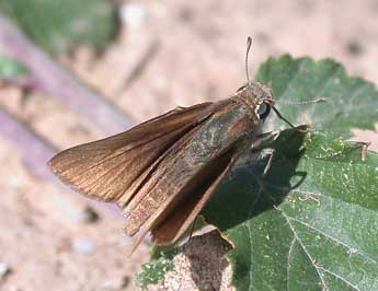 Gegenes pumilio Hoffmsg adulte - �Philippe Mothiron