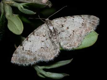 Aethalura punctulata D. & S. adulte - �Philippe Mothiron