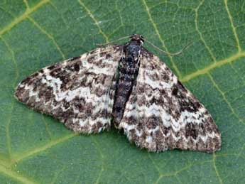 Epirrhoe pupillata Thnbg adulte - �Daniel Morel