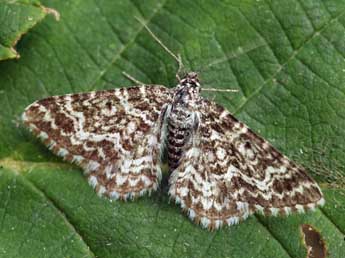 Epirrhoe pupillata Thnbg adulte - �Daniel Morel