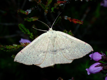 Cyclophora puppillaria Hb. adulte - �Philippe Mothiron