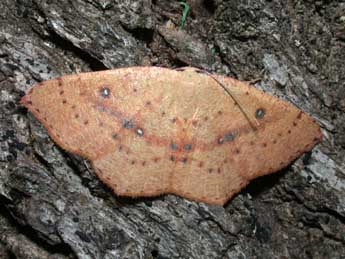 Cyclophora puppillaria Hb. adulte - �Philippe Mothiron