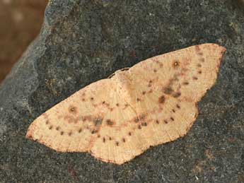 Cyclophora puppillaria Hb. adulte - �Daniel Morel