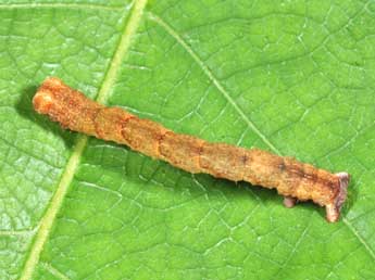  Chenille de Cyclophora puppillaria Hb. - �Philippe Mothiron