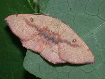 Cyclophora puppillaria Hb. adulte - �Philippe Mothiron