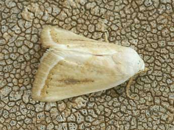 Eublemma pura Hb. adulte - �Daniel Morel