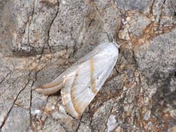 Eublemma pura Hb. adulte - �Philippe Mothiron