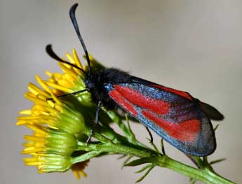 Zygaena purpuralis Br�nn. adulte - �Daniel Morel