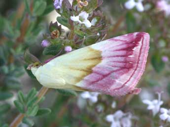 Eublemma purpurina D. & S. adulte - �Daniel Morel