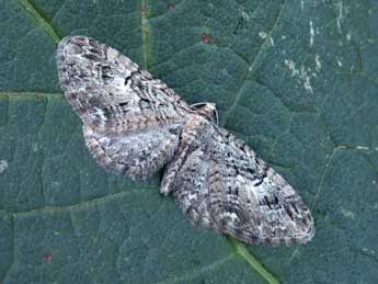 Eupithecia pusillata D. & S. adulte - �Daniel Morel