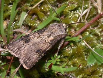 Agrotis puta Hb. adulte - �Philippe Mothiron