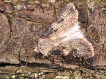 Agrotis puta Hb. adulte - �Philippe Mothiron