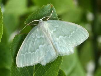 Jodis putata L. adulte - �Daniel Morel