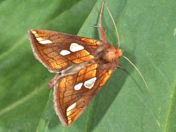 Plusia putnami Grote adulte - �Philippe Mothiron